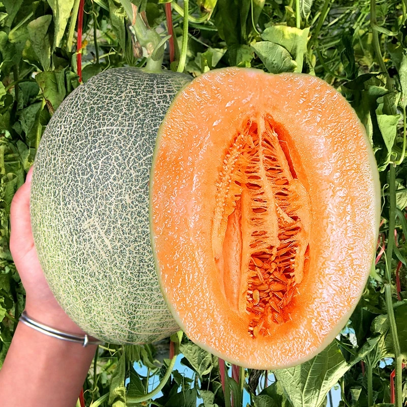 【2颗装】精品古博士哈密瓜 仅限长治地区购买