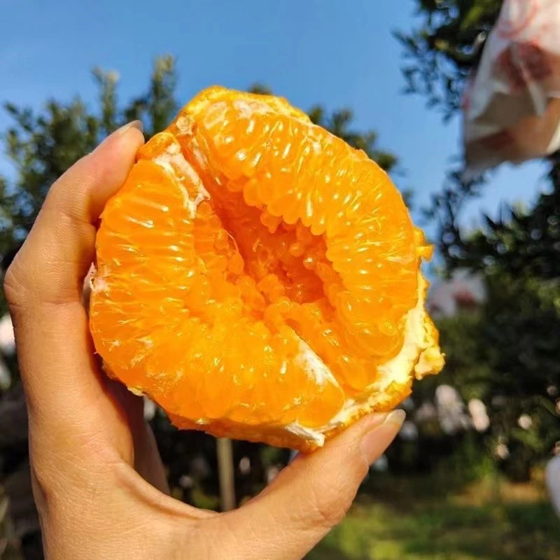【送货上门】蜀豹春见耙耙柑带框6斤左右 仅限4区8县购买