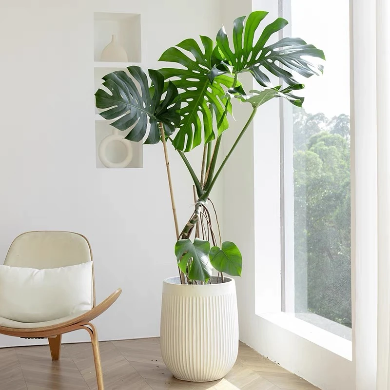 超大2米老桩龟背竹绿植盆栽绿植客厅室内大型落地大盆栽植物好养