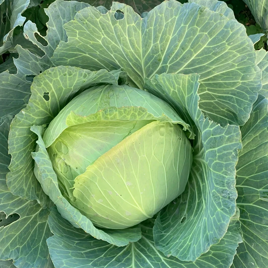 重庆高山包菜甘蓝菜脆嫩清甜新鲜蔬菜现摘现发莲花白农家自种