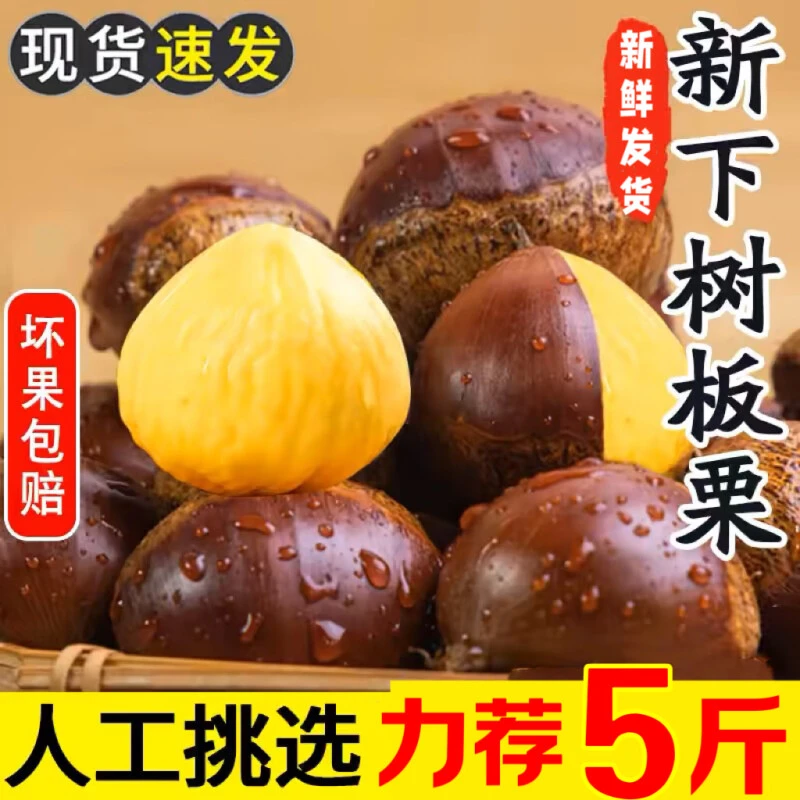 【2024新货】大板栗新鲜栗子丹东板栗毛栗油栗子软糯甜5斤整箱批发