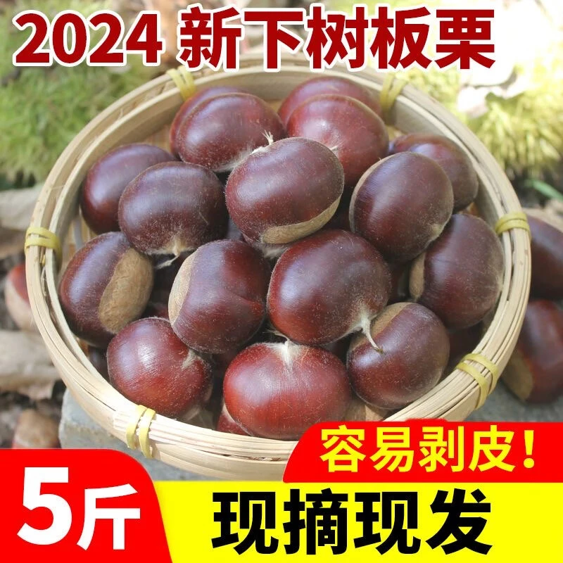 【2024新货】大板栗新鲜栗子丹东板栗毛栗油栗子软糯甜5斤整箱批发