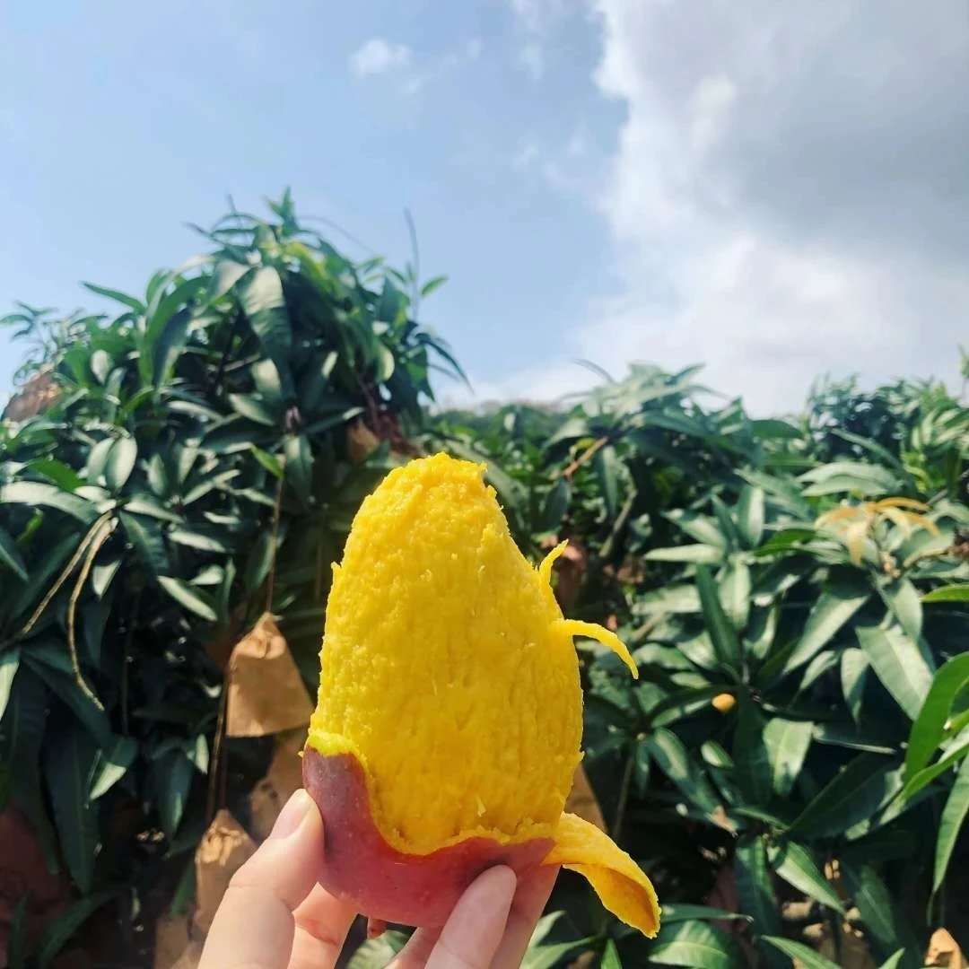 【催熟食用】广西贵妃芒百色芒果新鲜现摘甜心红金龙食用香甜可口
