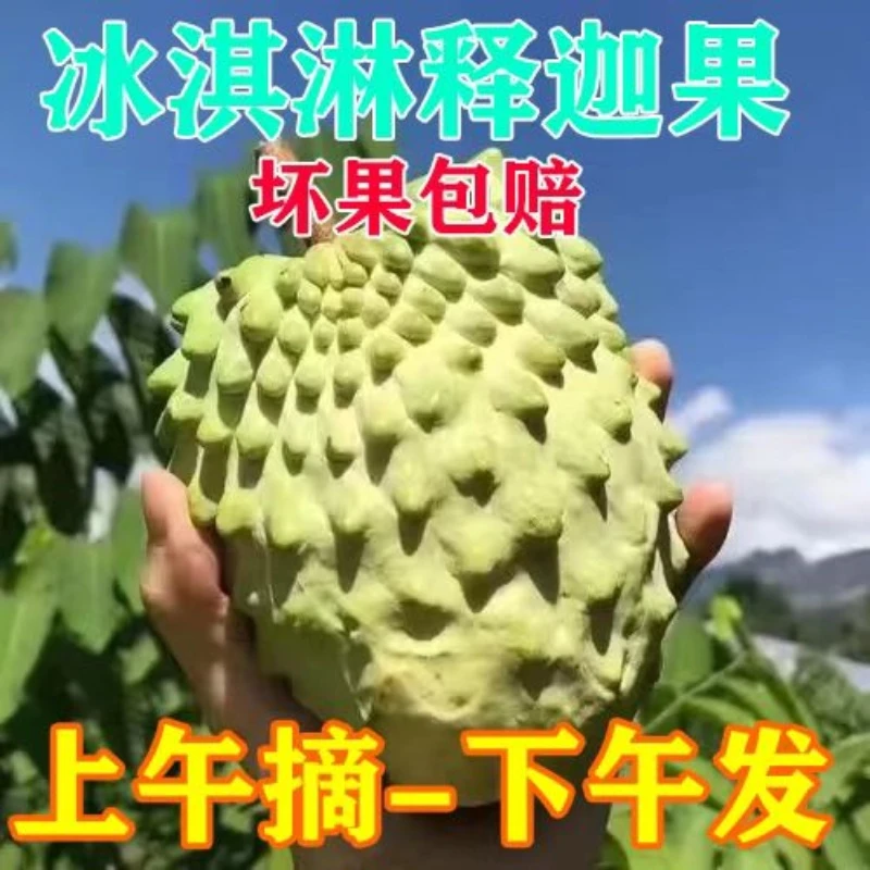 【阿妹专属】【放软食用】广西凤梨释迦牛奶释迦果现摘番荔枝大果摩尼