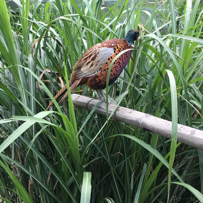 七彩山鸡  喝山泉水吃五谷杂粮 肉质紧实 包邮