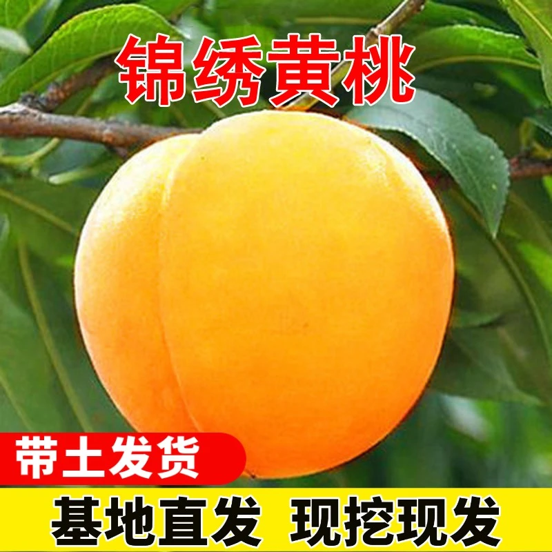 黄桃树苗特大嫁接锦绣黄桃苗果树黄肉桃子桃树桃苗南北方种植