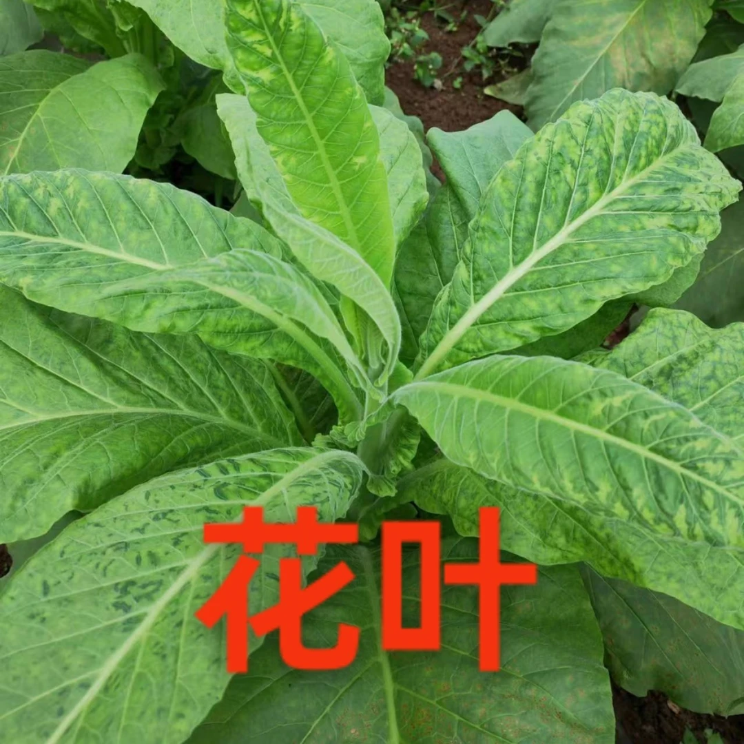 烟叶花叶 花斑 歪头 黑胫病防治 增产