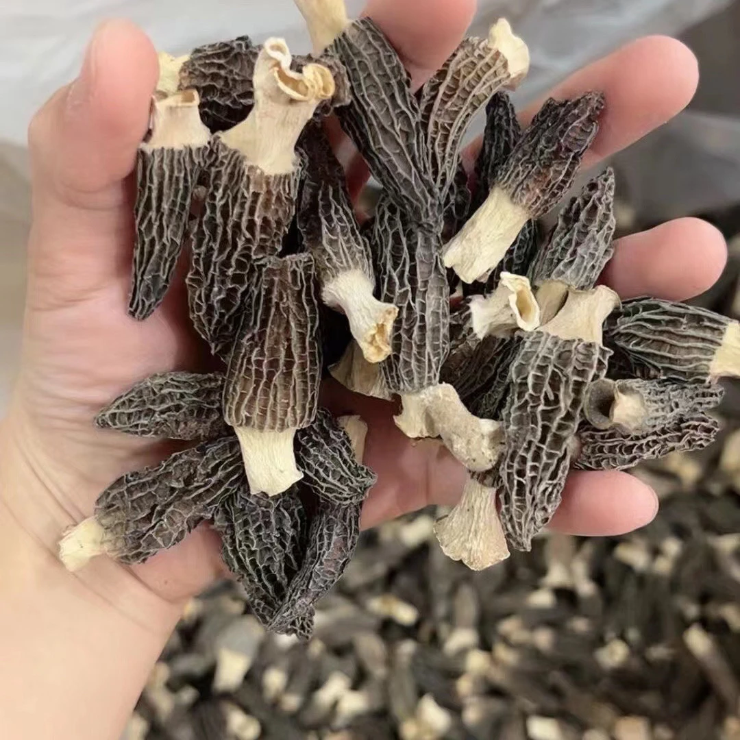 【2包高山羊肚菌】云南 香格里拉  头茬菌菇  小个头肉质肥厚直销