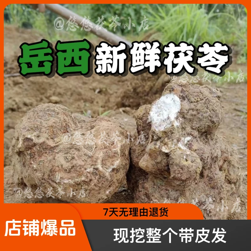 大别山新鲜茯苓500g【现挖整个带皮发】煲汤食用自己晒更放心