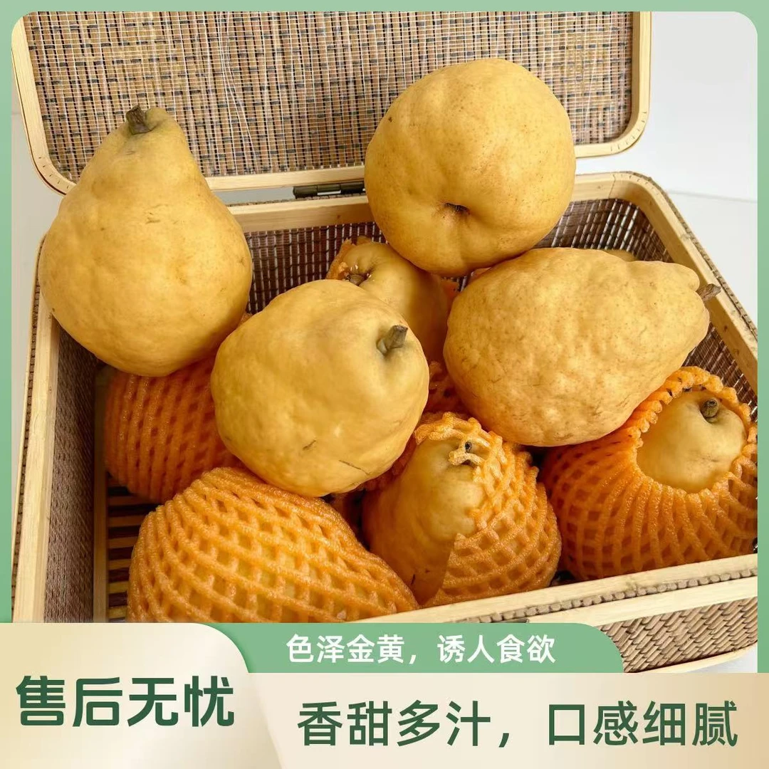 正宗山东烟台中华丑梨太婆梨莱阳梨啤梨软糯多汁新鲜当季3-9斤