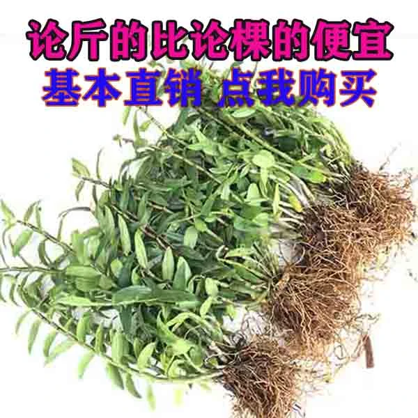 雁荡山红杆铁皮石斛苗食用可信用花卉绿植盆栽