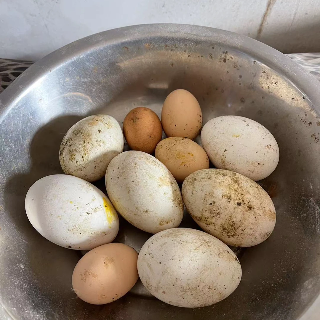 江苏农村散养正宗土鸡蛋孕妇老人小孩病人滋补佳品鸡蛋现捡现发