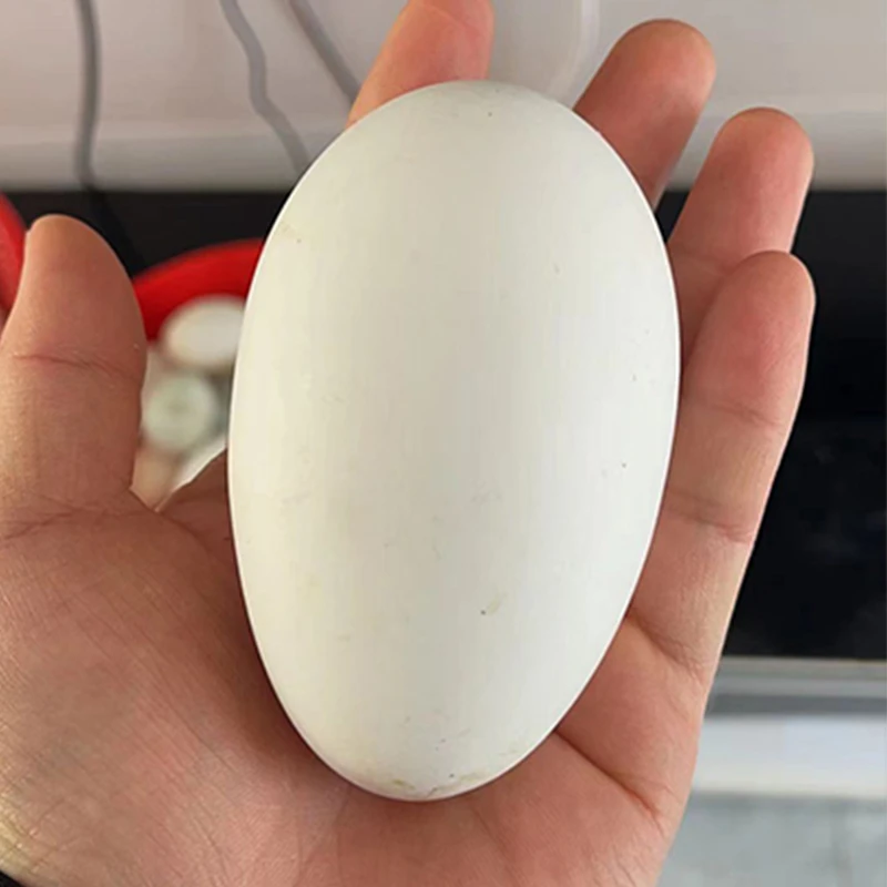 江苏农村散养鹅蛋孕妇老人小孩病人滋补佳品鹅蛋新鲜农家散养