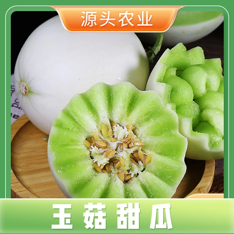 【玉菇甜瓜】海南冰淇淋甜瓜软糯香甜2.5-3斤/4.5-5斤/8.5-9斤S