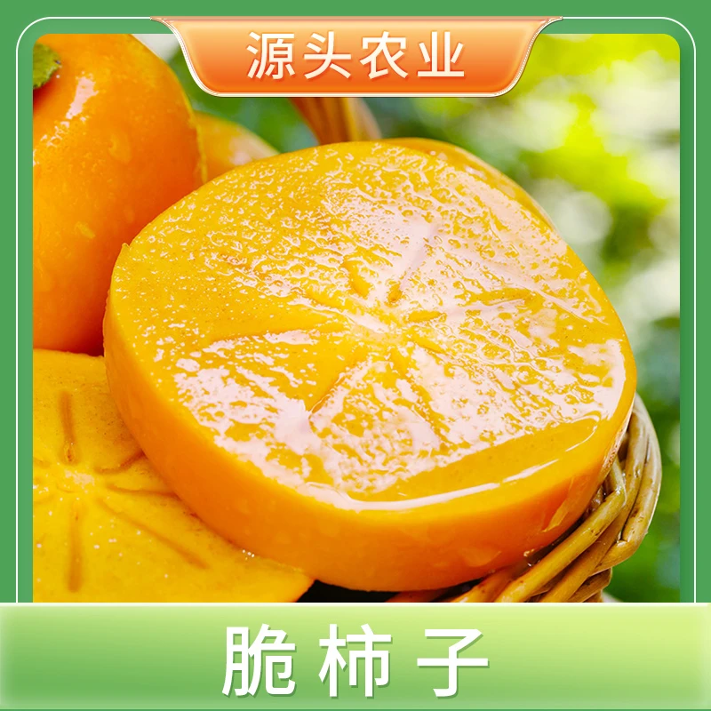 【山西脆柿子】山西阳丰巧克力脆柿新鲜应季水果硬杮子4.5斤装S