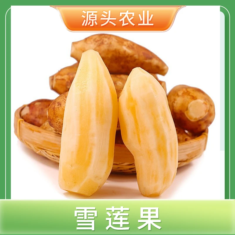 【雪莲果】云南新鲜水果皮薄清甜多汁5斤装单果250g+ 约4-8个 S