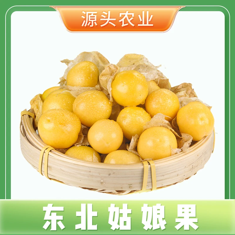 【东北菇娘果】当季香甜多汁灯笼果菇娘果产地直发0.5斤/1/2斤装S