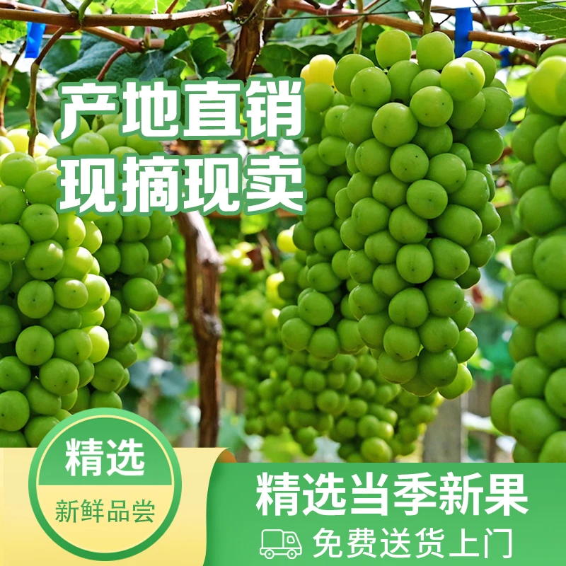 正宗阳光清甜饱满葡萄礼盒新鲜水果无籽提子青提皮薄多汁无核肉厚