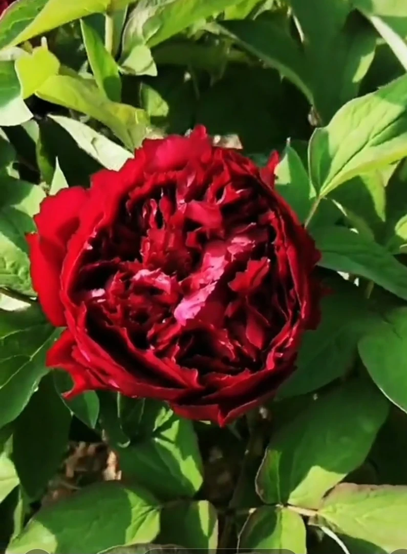 牡丹乌金耀辉6分枝以上，预售先发肥料秋季牡丹花盆栽发货直播城堡