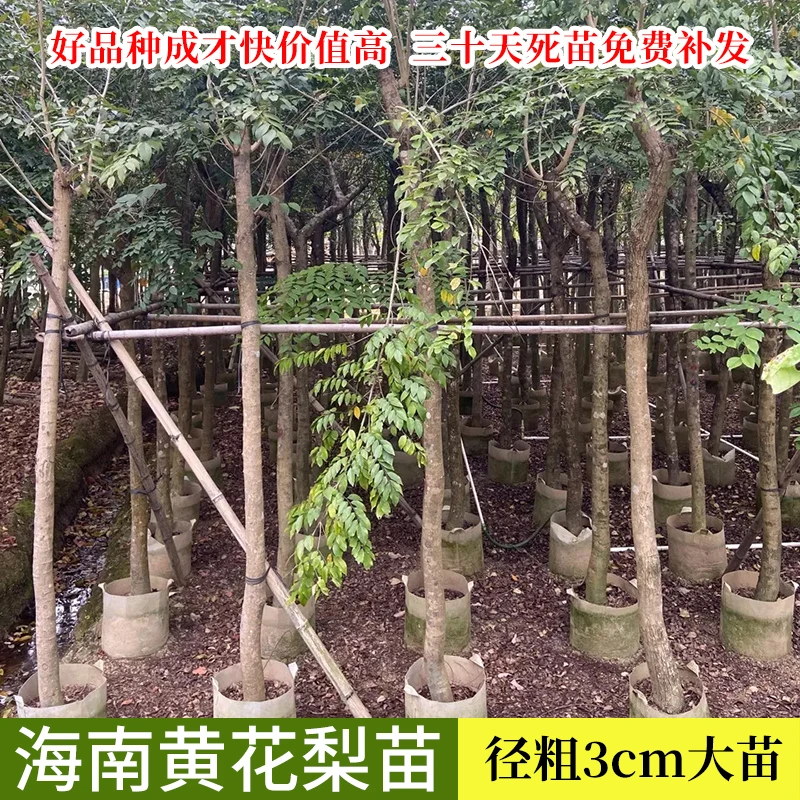 名贵树种海南黄花梨树苗大树降香黄檀易栽培庭院花园绿植珍贵苗木