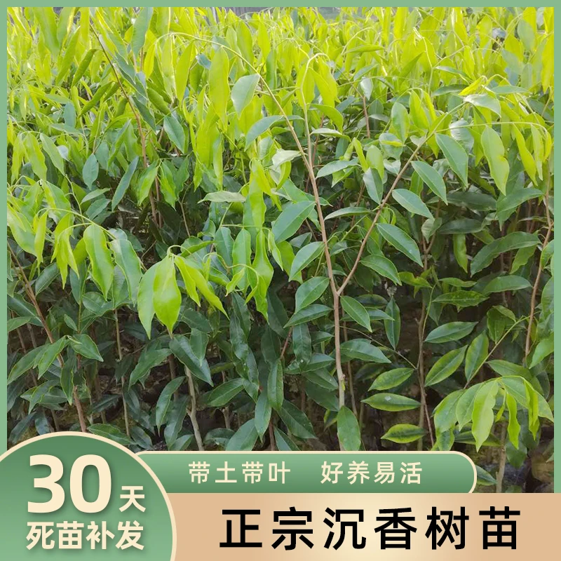 沉香树苗白木香奇楠苗名贵苗木树种苗高价值林木值钱庭院绿植盆栽