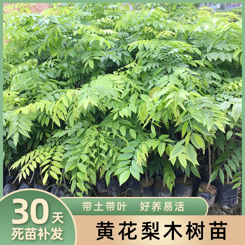 名贵树种金丝楠树苗小叶桢楠木黄花梨苗奇楠香味苗高价值经济树种