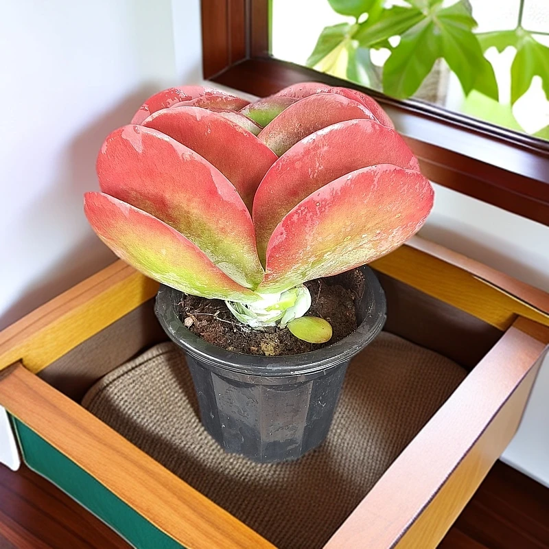 L玲珑L停单头唐印（拍一发二）植物新手易养活客厅阳台庭院