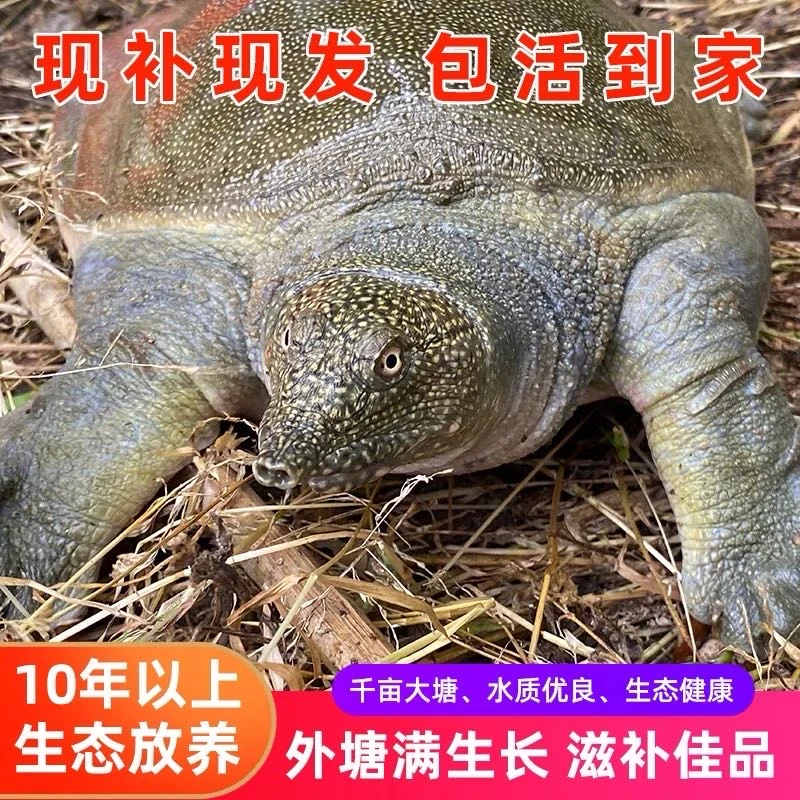 （直播改价专区）生态外塘养殖大甲鱼鲜活食用种鱼老鳖