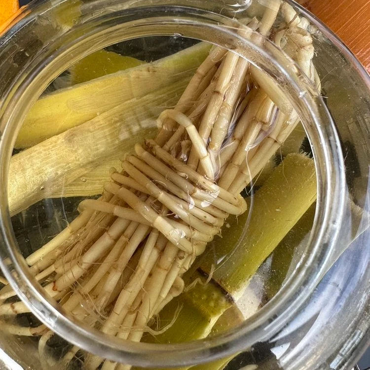 竹甘蔗茅根茶包冷藏存储短保质期养生壶汤料围炉煮茶350g/包