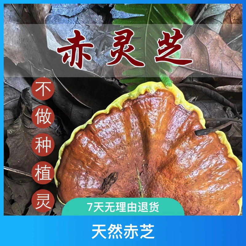 野生灵芝天然赤芝红灵芝灵芝煲汤泡酒料白灵芝孢子正宗的野灵芝