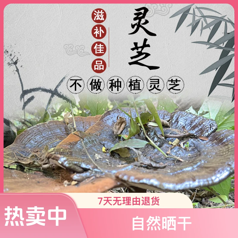 贵州灵芝深山黑灵芝枫树林芝养生煲汤泡酒料大朵整枝切片带孢子粉