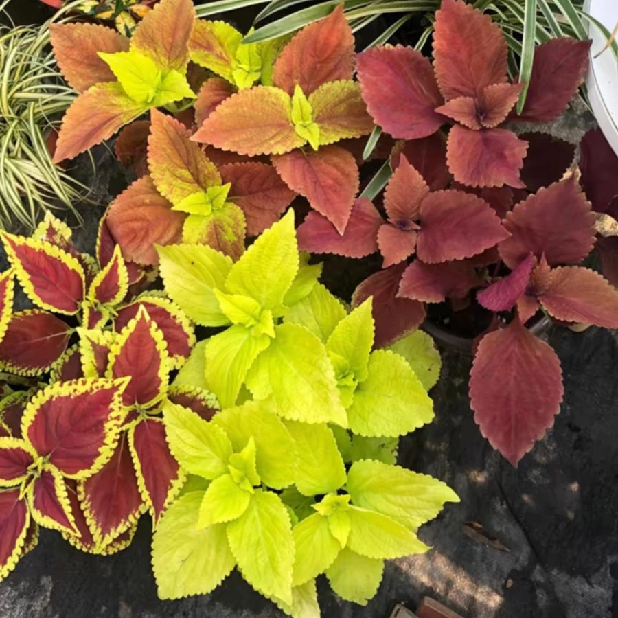 彩叶草耐热耐晒花镜百搭观叶植物 室外庭院阳台 易爆盆