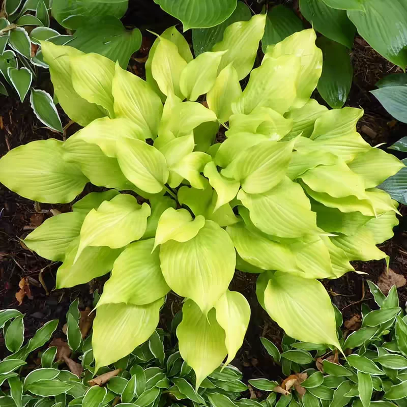 玉簪花盆栽客厅阳台庭院花园花境多年生宿根植物喜阴耐寒草本植物