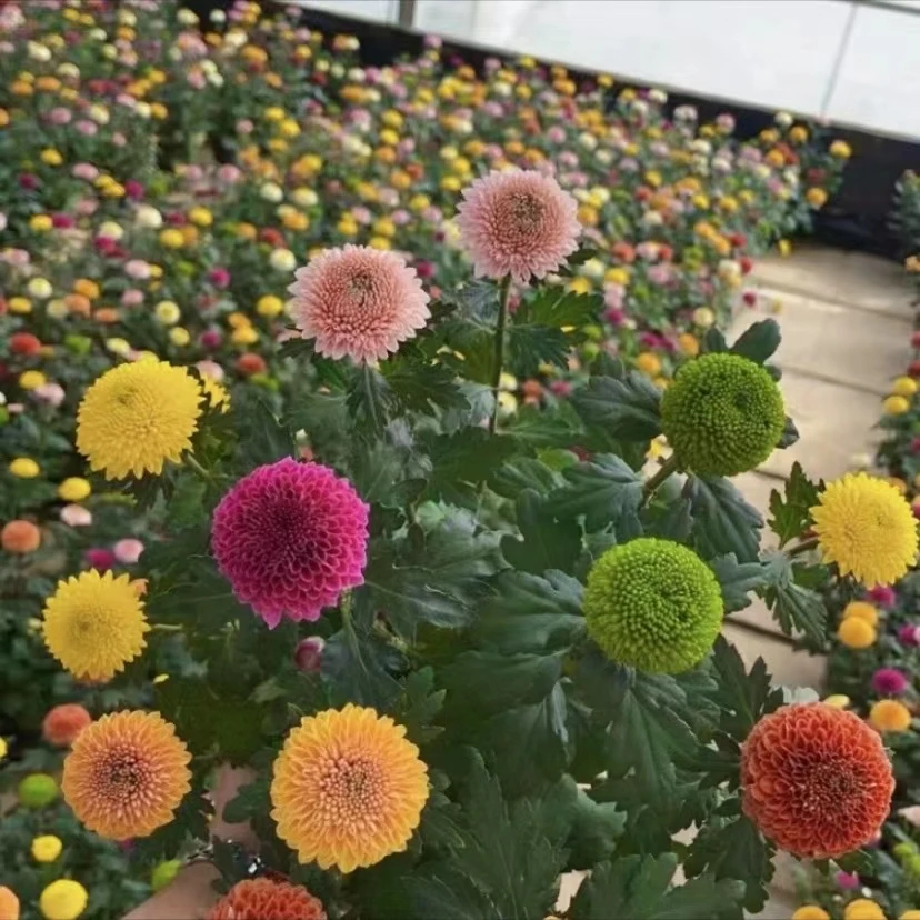 【乒乓菊】精品盆栽四季开花 好养易活 鲜花绿植不支持已发货仅退款