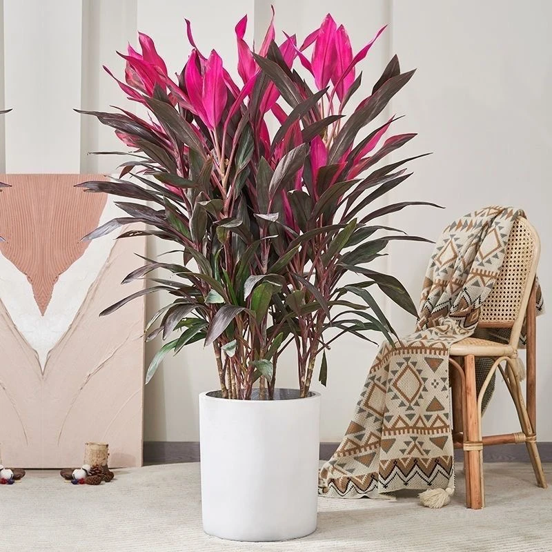 红叶朱蕉盆栽红竹富贵竹转运竹庭院盆栽室内盆栽篱笆花卉绿植带土