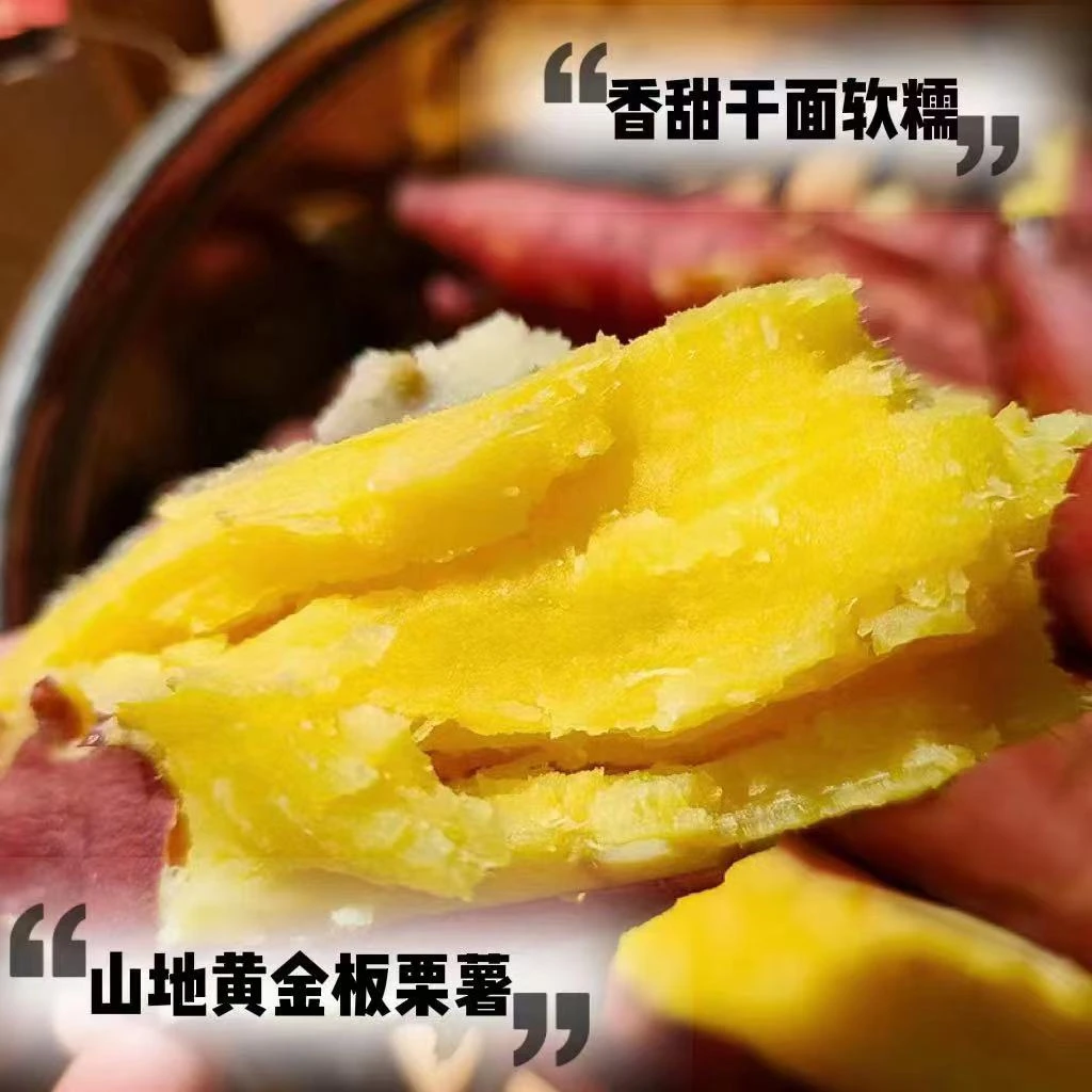 红薯五斤（单果两）粉糯香甜地瓜软糯细腻迁西板栗2025新货