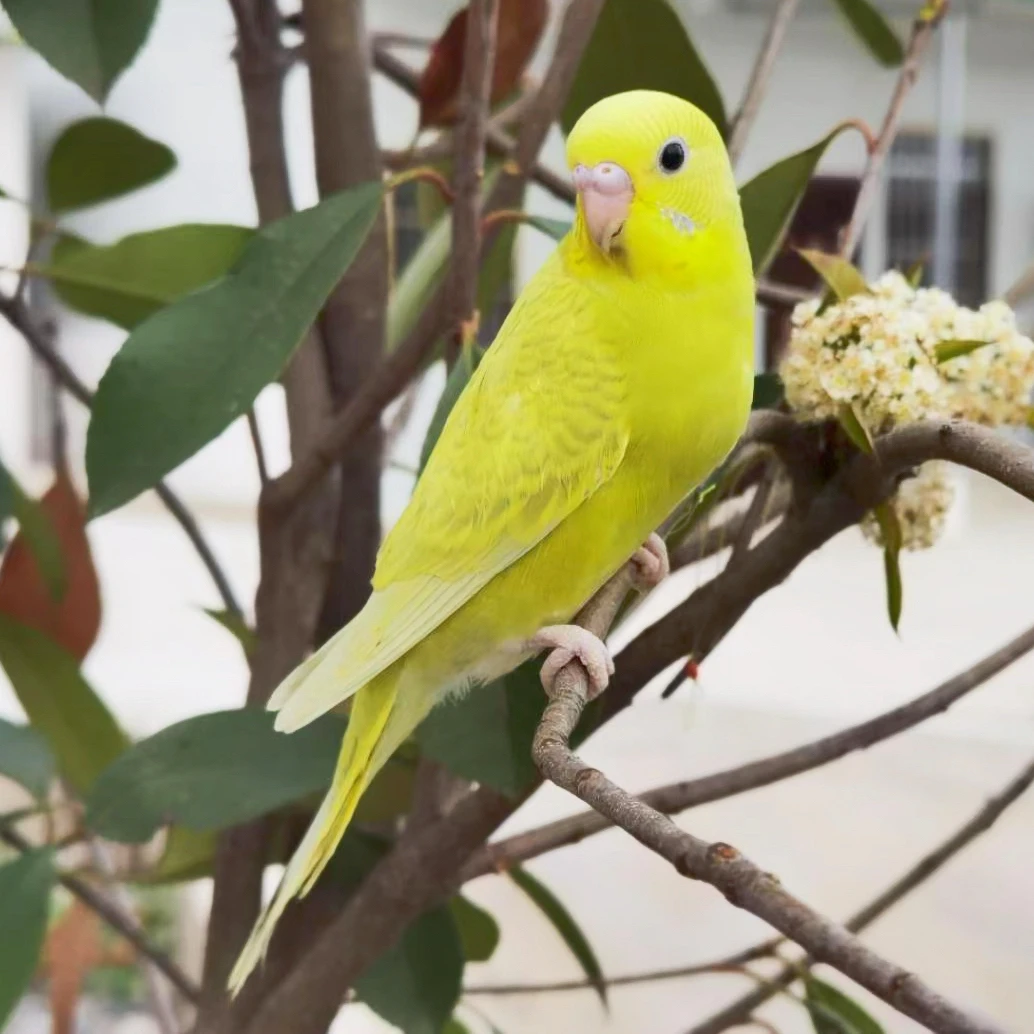 手养鹦鹉活体宠物鸟观赏鸟鹦鹉活鸟包邮虎皮鸟 1只