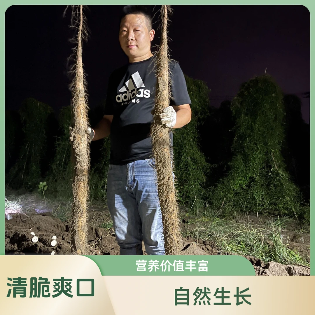 襄阳山药24年新鲜产地直发山药脆山药菜山药脆山药新鲜脆山药