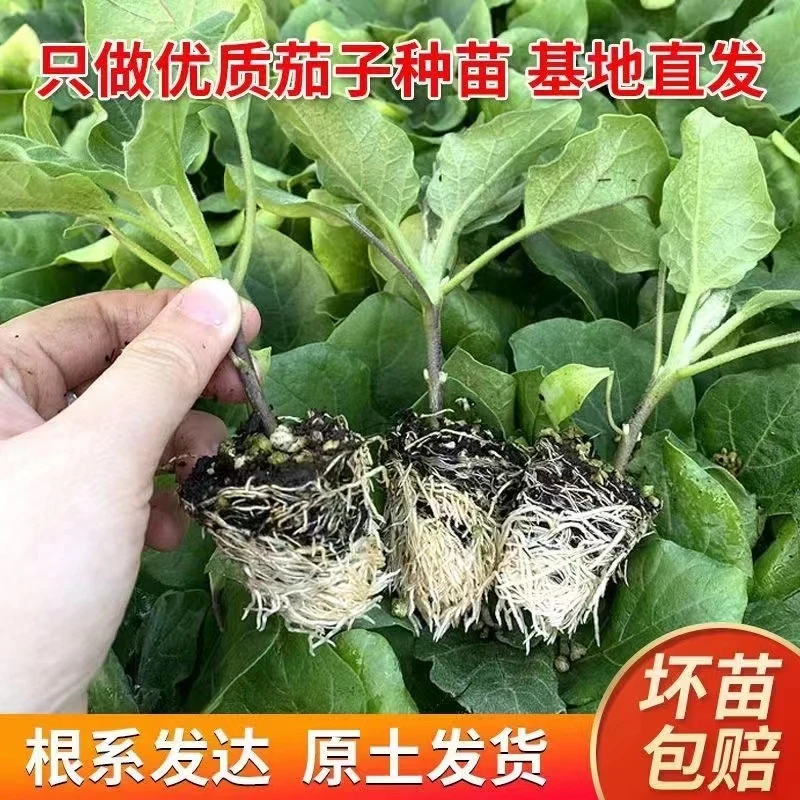 高产茄子辣椒秧苗紫长茄子苗黑长茄苗杭茄苗紫圆茄苗盆栽
