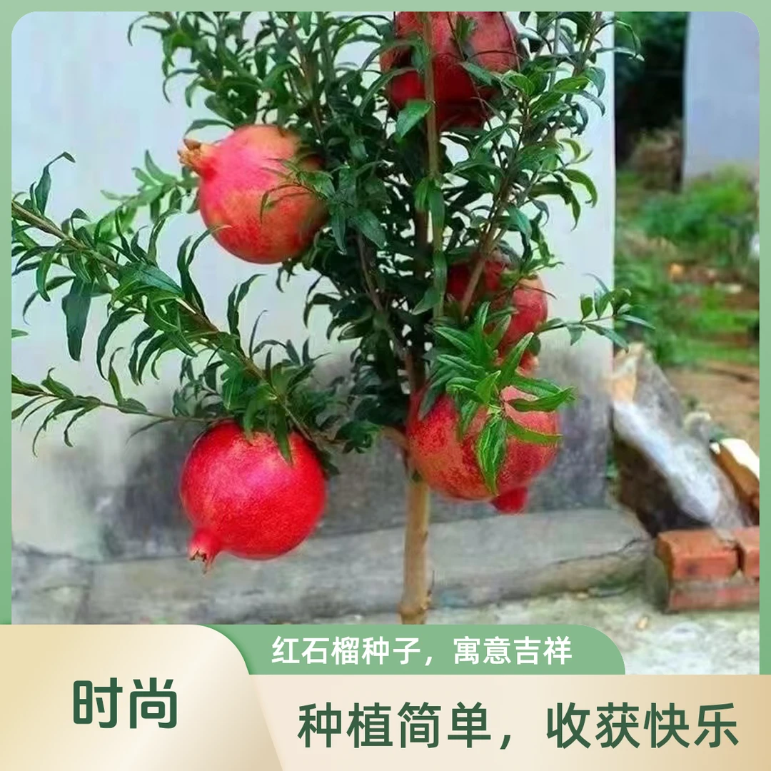 石榴树苗特大无籽甜石榴苗庭院阳台盆栽地栽正宗软籽黑石榴果树苗