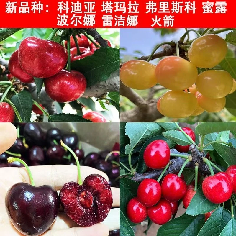 嫁接新品种樱桃树苗早熟车厘子苗盆栽地栽当年结果苗南方北方种植