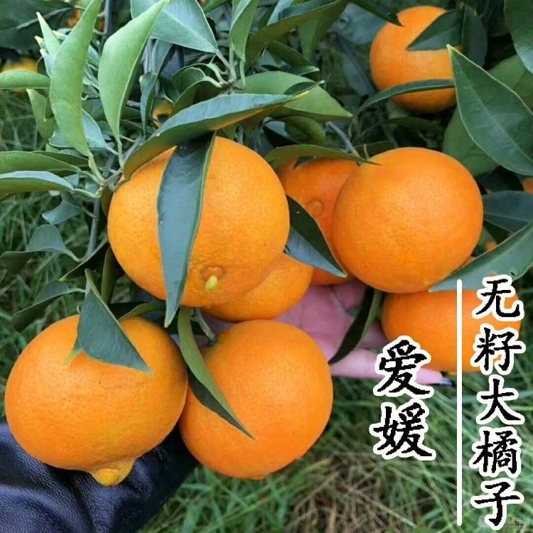 28号黄美人苗早熟柑橘苗无籽爱媛树苗果树苗红美人爱媛果冻橙树苗