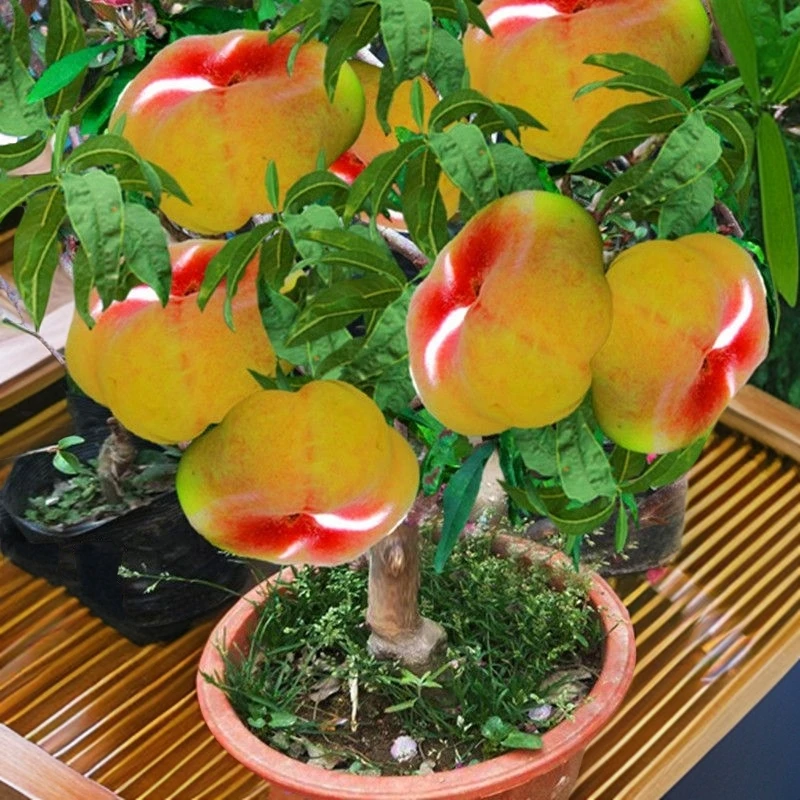 新品特大果蟠桃树苗耐寒嫁接血桃树苗抗寒南北方盆栽地栽当年结果