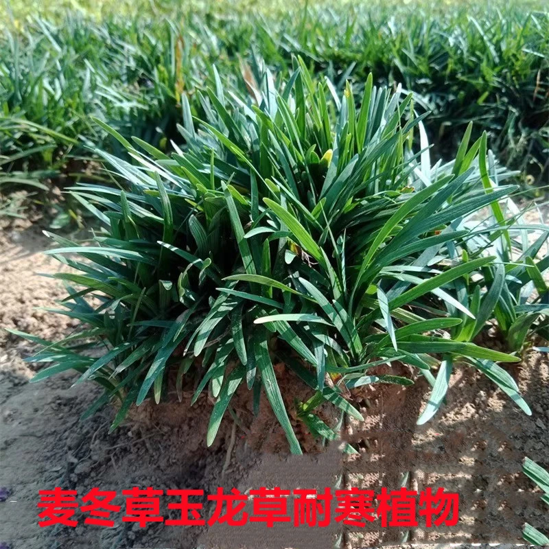 正宗矮麦冬草玉龙草四季常青耐阴草坪苗中叶细叶免修剪庭院植物