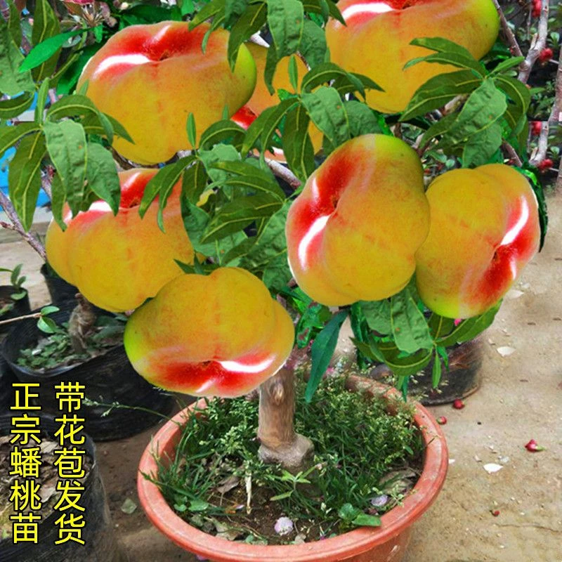 新品特大果蟠桃树苗耐寒嫁接血桃树苗南北方盆栽地栽抗寒当年结果
