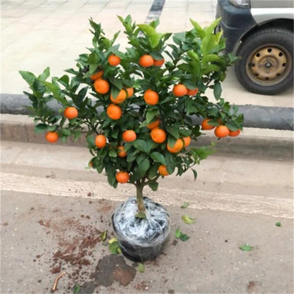 砂糖橘子树苗金桔苗桔子苗柑橘无核蜜橘树苗脐橙地栽盆栽当年结果