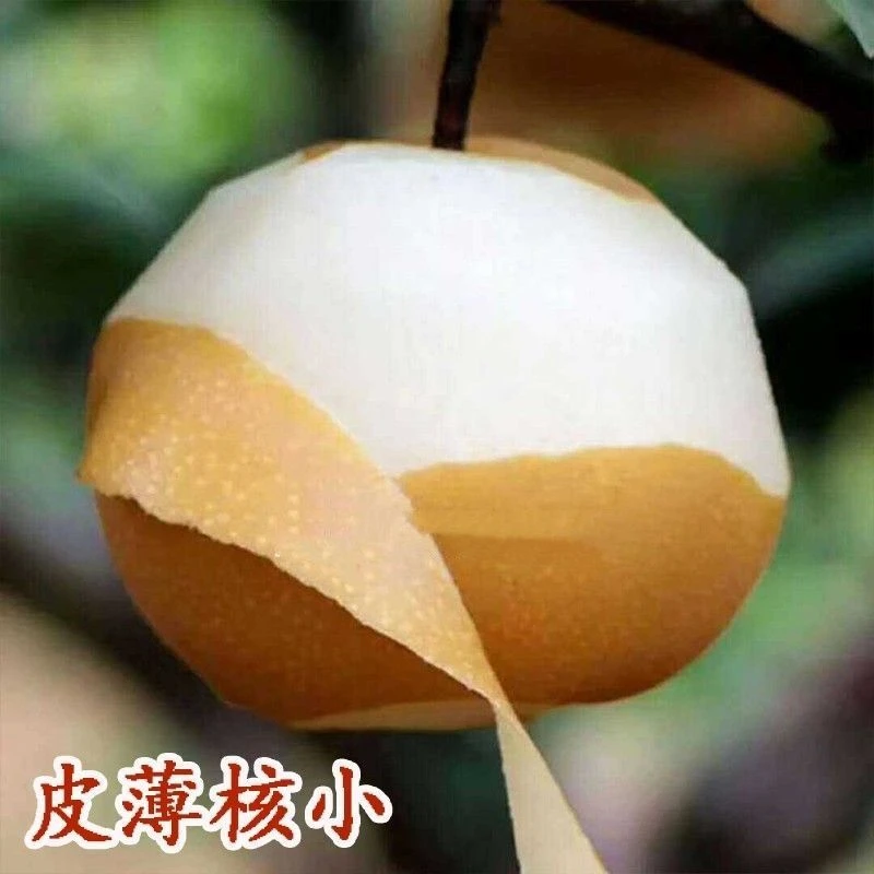 晚秋黄梨苗耐寒晚熟高产黄梨苗晚秋黄梨苗嫁接梨树苗当年结果树苗