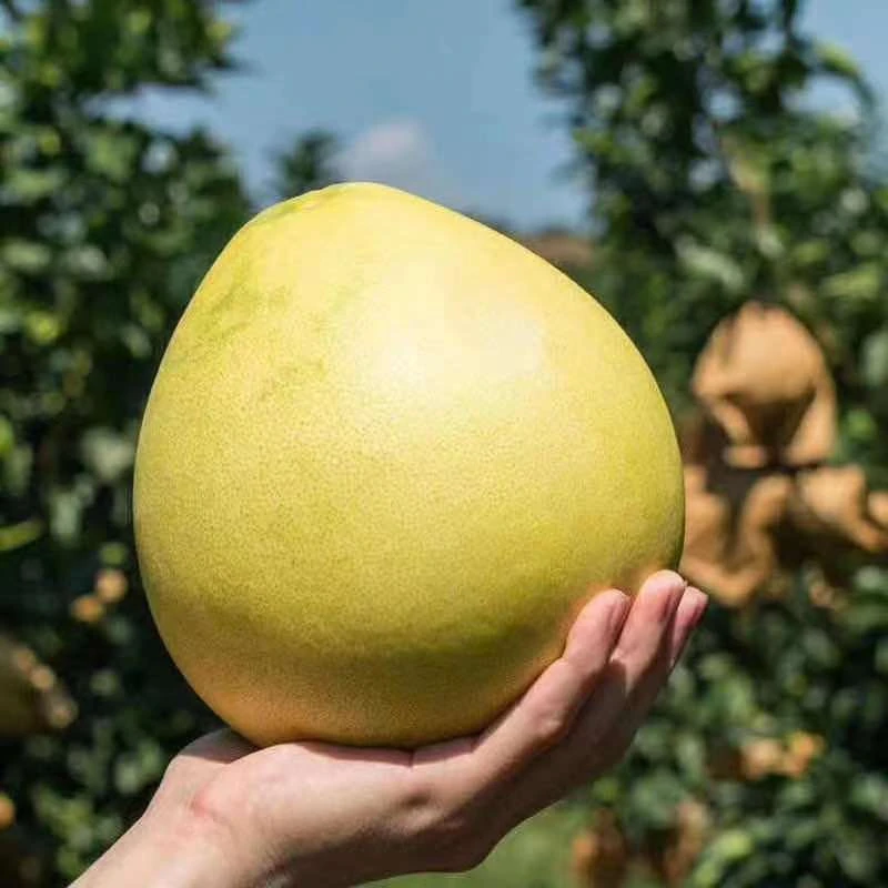 红心蜜柚苗三红柚子苗嫁接红蜜柚树苗红肉果树苗庭院南北方种植