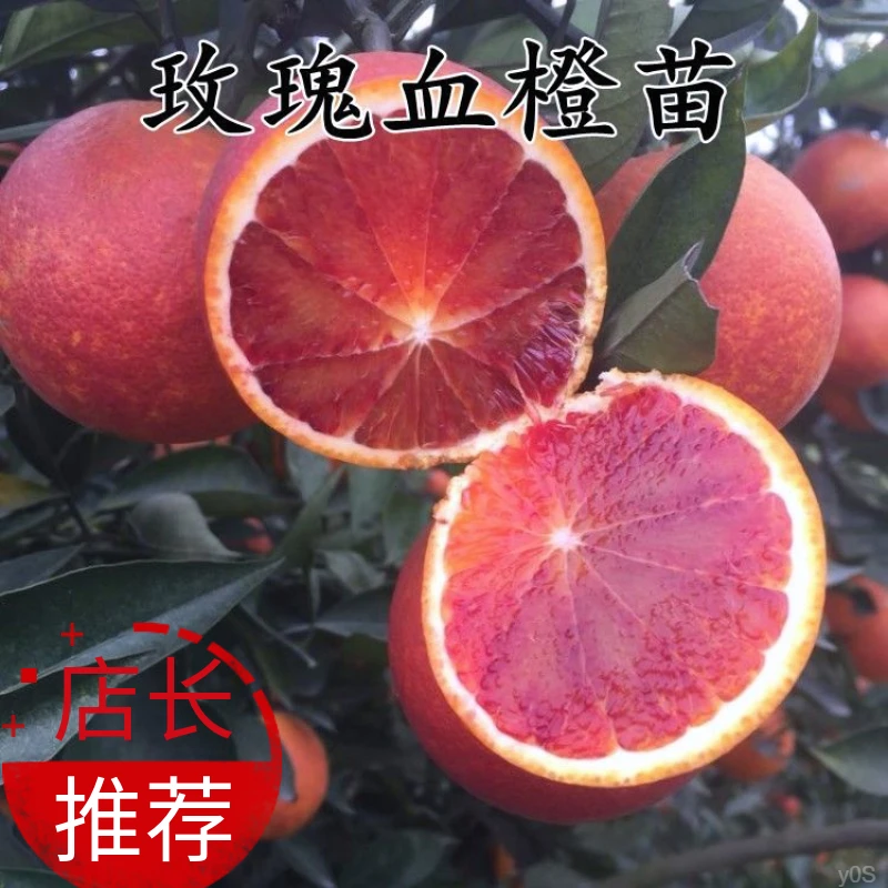 橙子树苗玫瑰香血橙苗柑橘嫁接橙子苗万州玫瑰香橙树当年结果树苗