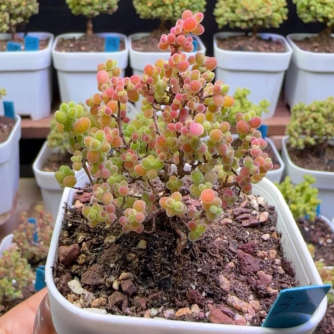 22号蜜橘6.5口径盆